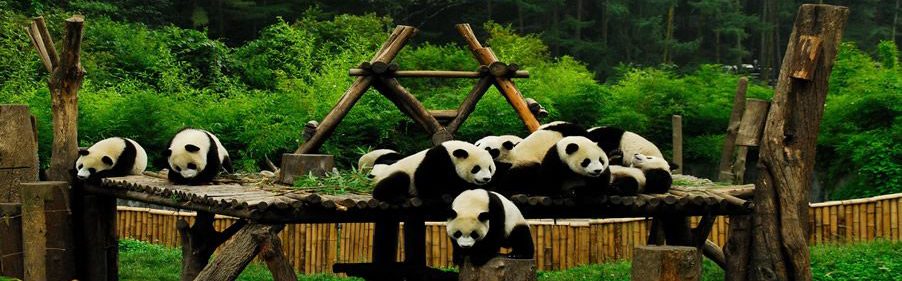 The Lovely Giant Pandas